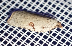 Meritastis polygraphana