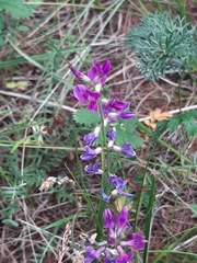 Astragalus versicolor