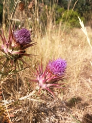 Cynara algarbiensis