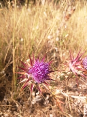 Cynara algarbiensis