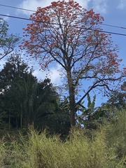Erythrina poeppigiana