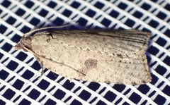 Meritastis polygraphana