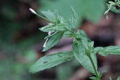 Epilobium roseum