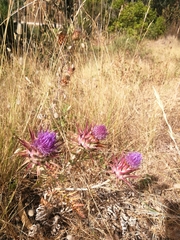 Cynara algarbiensis