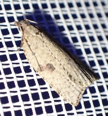 Meritastis polygraphana