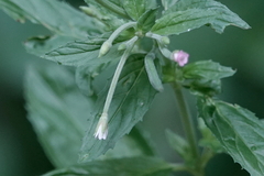 Epilobium roseum