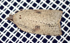 Meritastis polygraphana