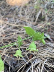 Silene campanulata
