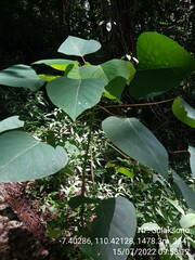 Homalanthus populneus