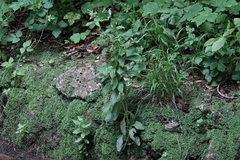 Epilobium roseum