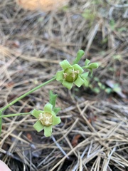 Silene campanulata