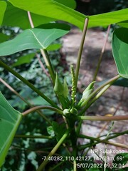 Homalanthus populneus