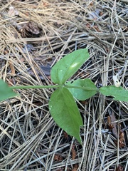 Silene campanulata