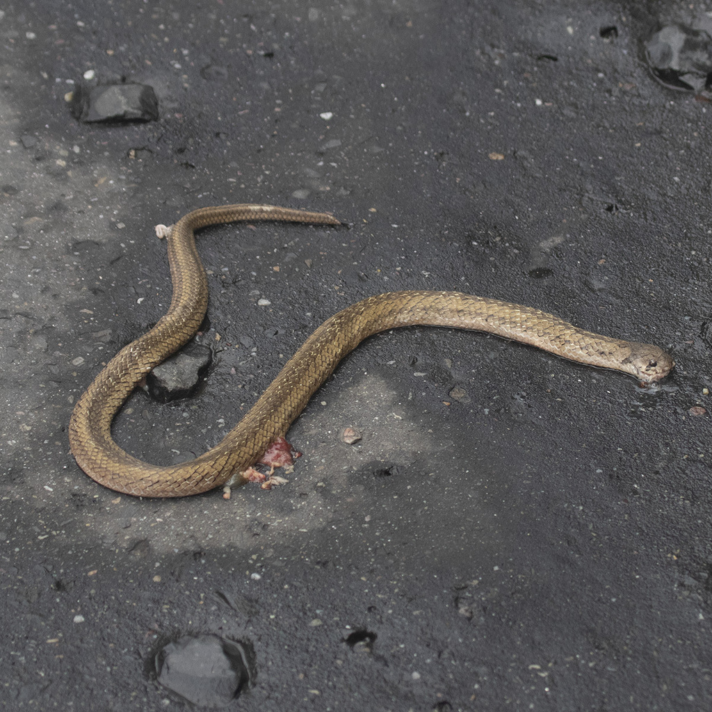 Cantor's Kukri Snake