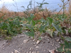Exodeconus maritimus