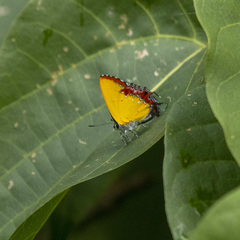 Heliophorus epicles