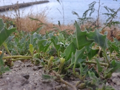Exodeconus maritimus