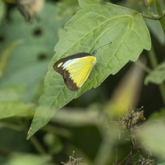 Appias lyncida