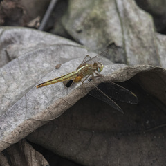 Crocothemis servilia