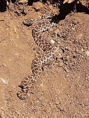 Crotalus polystictus