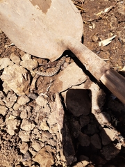 Crotalus polystictus