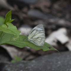 Appias libythea olferna