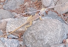Crotaphytus nebrius
