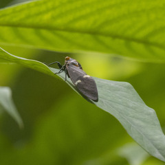 Balinta