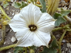 Exodeconus maritimus