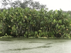 Montrichardia linifera