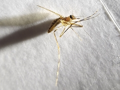 Coquillettidia perturbans