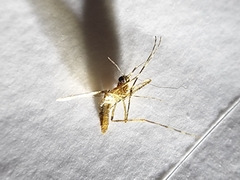 Coquillettidia perturbans