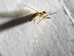 Coquillettidia perturbans