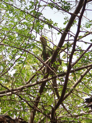 Iguana delicatissima