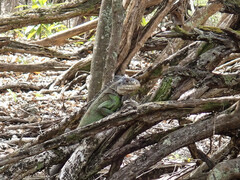 Iguana delicatissima