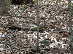 Iguana delicatissima