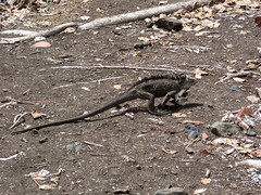 Iguana delicatissima