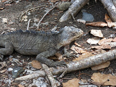 Iguana delicatissima