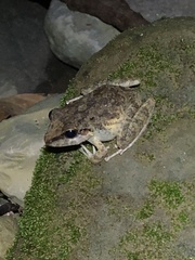 Pristimantis fenestratus