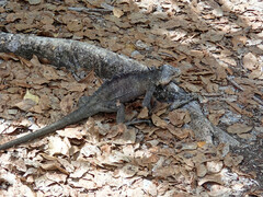 Iguana delicatissima