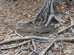 Iguana delicatissima