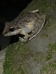 Pristimantis fenestratus