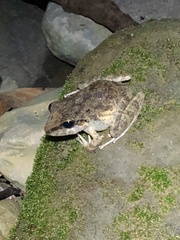 Pristimantis fenestratus