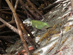Iguana delicatissima