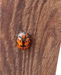 Ogdoecosta biannularis