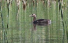 Podiceps grisegena