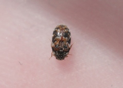 Trogoderma sternale