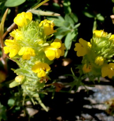 Castilleja lacera