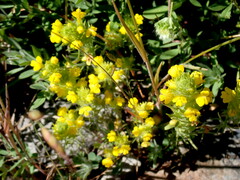 Castilleja lacera