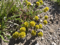 Potentilla gordonii